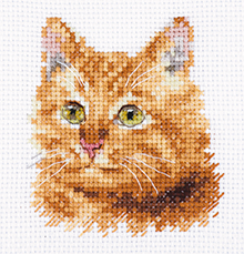 0-207 Portraits of animals. Ginger cat